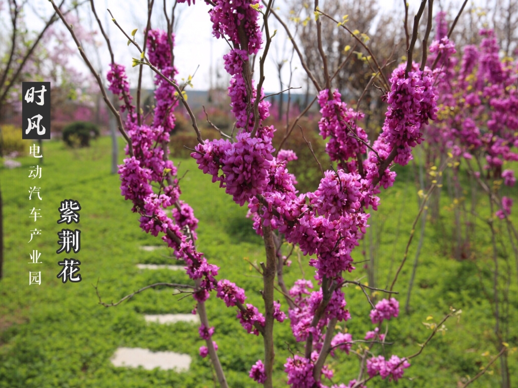 9001cc金沙以诚为本电动工业园紫；；；；